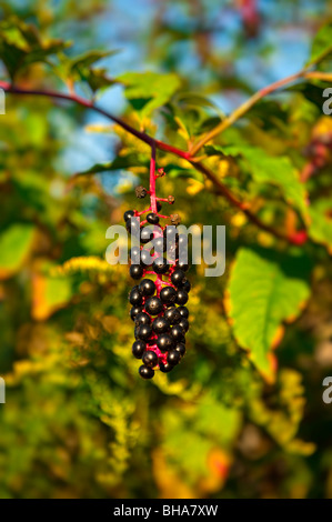 Phytolacca americana, American pokeweed. Foto Stock