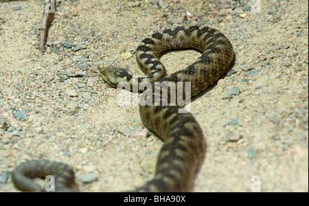 Sandviper, becchi lunghi viper (Vipera ammodytes) Foto Stock