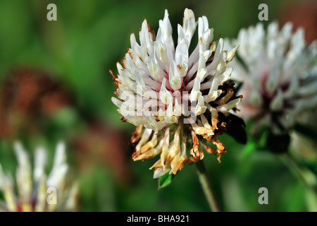 Trifoglio bianco (Trifolium repens) nella prateria, Svizzera Foto Stock