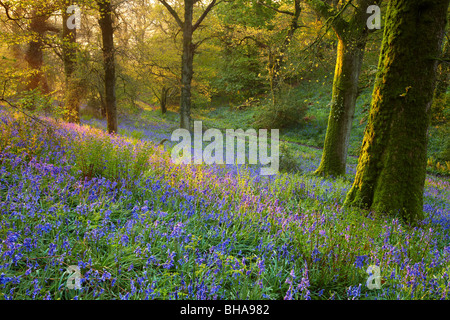 Alba in the bluebell boschi a Batcombe, Dorset, England, Regno Unito Foto Stock