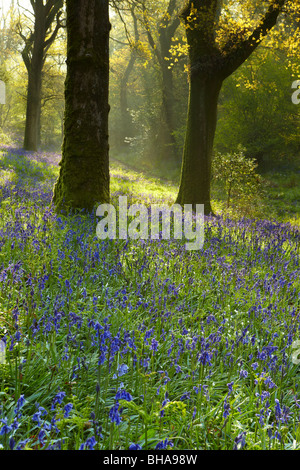 Bluebells nei boschi a Batcombe, Dorset, England, Regno Unito Foto Stock