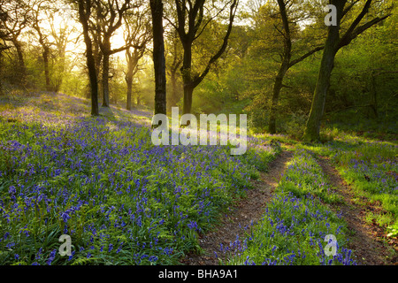 Bluebells nei boschi a Batcombe all'alba, Dorset, England, Regno Unito Foto Stock