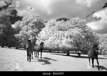 Cavalli a Minterne Magna, Dorset, England, Regno Unito Foto Stock