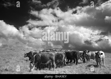 Vacche su Hod Hill, Blackmore Vale, Dorset, England, Regno Unito Foto Stock