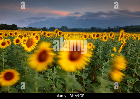 Un campo di girasoli nr Puyloubier & Montagne Ste Victoire all'alba, Bouches-du-Rhone, Provenza, Francia Foto Stock