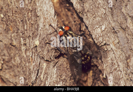 Carne-fly, Sarcophaga carnaria, tedesco. Graue Fleischfliege Foto Stock