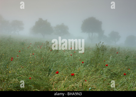 Poppies in la nebbia nr Preci, Valnerina, Umbria, Italia Foto Stock