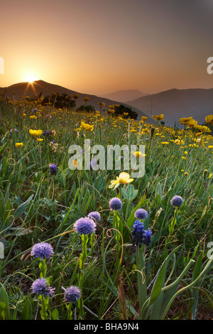 Fiori Selvatici sulla forca Canapine all'alba nel Parco Nazionale dei Monti Sibillini, Umbria, Italia Foto Stock