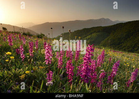 Fiori Selvatici sulla forca Canapine all'alba nel Parco Nazionale dei Monti Sibillini, Umbria, Italia Foto Stock