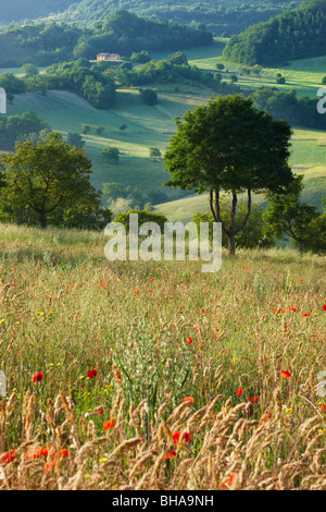 Un campo di papaveri in Valnerina nr Preci, Umbria, Italia Foto Stock