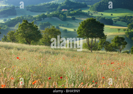 Un campo di papaveri in Valnerina nr Preci, Umbria, Italia Foto Stock