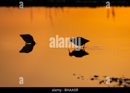 Dunlin Calidris alpina al tramonto Foto Stock