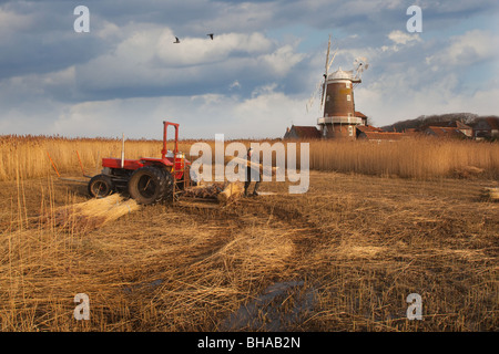 Mulino a vento di Cley e paludi con taglio di canna in corso La costa nord di Norfolk in Inverno Regno Unito Foto Stock