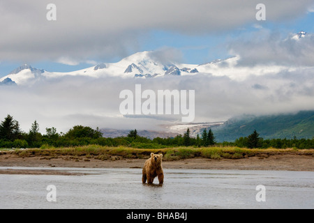 Grizzly costiere seminare la pesca a Hallo Bay Katmai National Park, Alaska Foto Stock