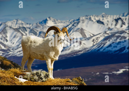 Un giovane dallâ ram di Pecora in piedi sul monte di Margaret con l'Alaska Range sullo sfondo, Parco Nazionale di Denali, Alaska, molla Foto Stock