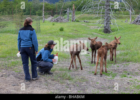 Tre stagisti in Alaska Wildife Conservation Centre sono tendenti a e biberon quattro alci orfani di vitelli, Alaska Foto Stock