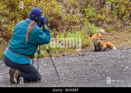 Donna fotografie di una volpe rossa al Polychrome Pass area di parcheggio nel Parco Nazionale di Denali, Interior Alaska, Autunno Foto Stock