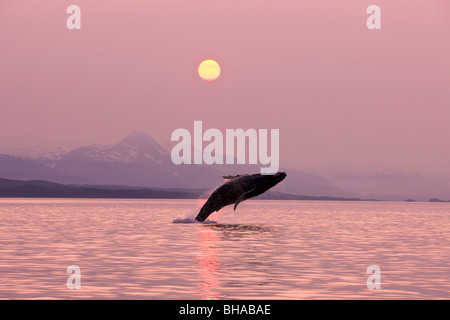 Un Humpback Whale violazioni dalle acque calme di Alaska è all'interno di passaggio nei pressi di Juneau al tramonto, Chilkat Mountains Foto Stock