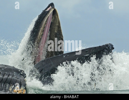 Humpback Whale bolla alimentazione rete off Admiralty isola durante l'estate nel sud-est dell Alaska Foto Stock