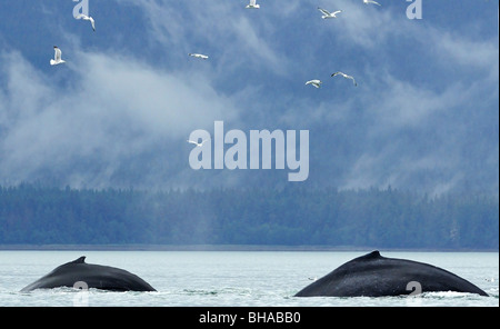 Due Balene Humpback superficie in prossimità Juneau, a sud-est di Alaska, estate Foto Stock