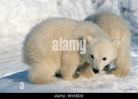 Polar Bear cubs sulla neve Anchorage in Alaska Zoo Foto Stock