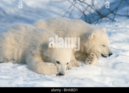 Polar Bear cubs sulla neve Anchorage in Alaska Zoo Foto Stock