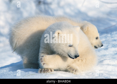 Polar Bear cubs sulla neve Anchorage in Alaska Zoo Foto Stock