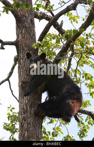 CAPTIVE Black Bear in una struttura ad albero pioppi neri americani in Alaska Wildlife Conservation Centre, vicino a Portage, centromeridionale Alaska Foto Stock