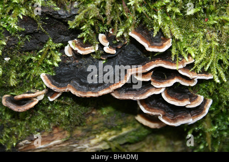 La Turchia Tail Trametes versicolor prese a Ellesmere, Shropshire, Regno Unito Foto Stock