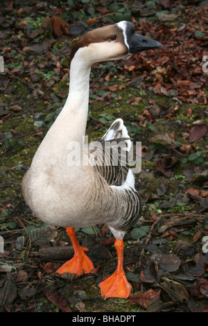 Forma addomesticata di Swan Goose Anser cygnoides comunemente noto come l'Oca cinese Foto Stock