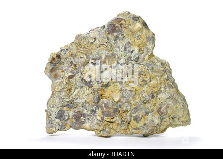 Roccia calcarea composta in gran parte da corallo e frammenti di guscio Foto Stock