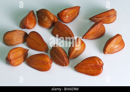 Comune di Faggio faggio (Fagus sylvatica), scuoiati faggiole, studio immagine. Foto Stock