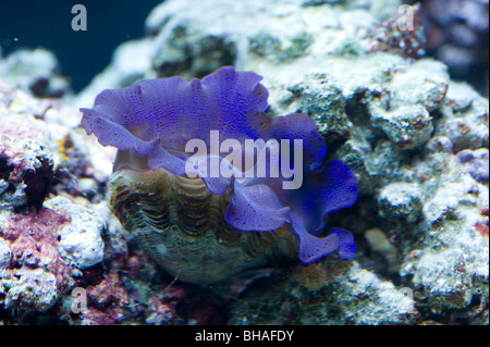 Vongola gigante, Tridacna gigas, con syphon Foto Stock