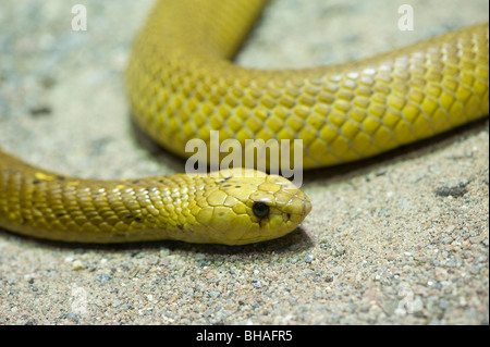 Cape Cobra (Naja Nivea) Foto Stock