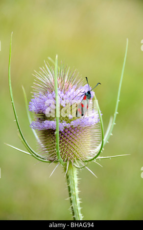 Cinque spot Burnett moth sull teasel Foto Stock