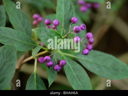 Evergreen Hydrangea bacche, Dichroa versicolor, Hydrangeaceae, Cina e Asia Foto Stock