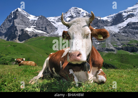 Il Monte Eiger e mucca alpina (Bos taurus) con campanaccio in appoggio in pascolo, alpi svizzere, Svizzera Foto Stock