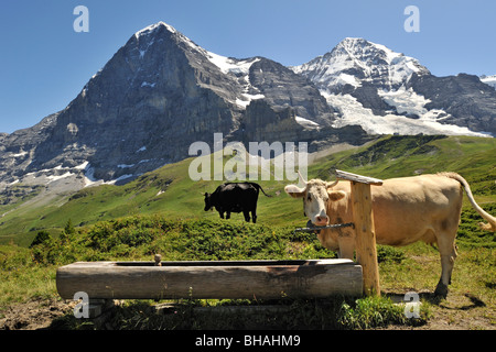Il Monte Eiger e mucca alpina (Bos taurus) con campanaccio al posto di irrigazione in pascolo, alpi svizzere, Svizzera Foto Stock