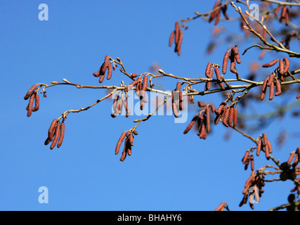 Ontano Manchurian amenti, Alnus hirsuta (syn A. inokumai, A. incana, A. sibirica A. tinctoria), Betulaceae, Sud della Siberia, Cina Foto Stock