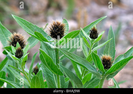 Fiordaliso nero (Centaurea nigra) nelle Alpi italiane, Italia Foto Stock