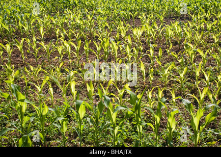 Giovani del raccolto di mais Foto Stock