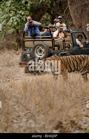 Gli stranieri e gli indiani Tourist fotografando una tigre maschio nella foresta di Ranthambore Riserva della Tigre, India. ( Panthera Tigris ) Foto Stock