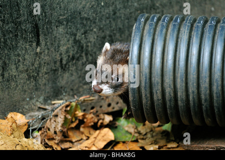 Polecat europea (Mustela putorius) emergente dal tubo di drenaggio, REGNO UNITO Foto Stock