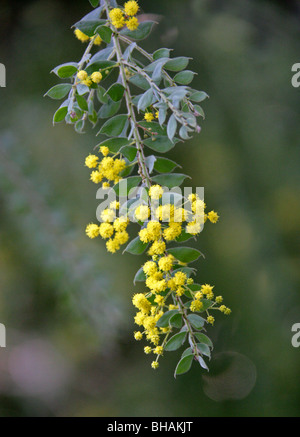 Graticcio pelose o piangendo Boree, vestita di acacia, Fabaceae, Nuovo Galles del Sud, Australia Foto Stock