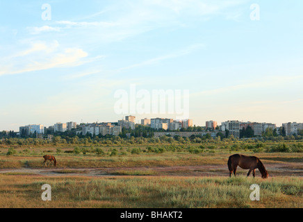 Cavallo con piccolo puledro in pascolo preirie Foto Stock