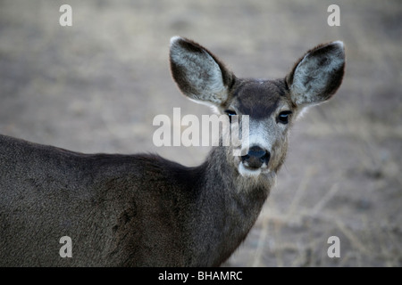 Mule Deer a grandi dune di sabbia del Parco Nazionale e preservare, Colorado. Foto Stock