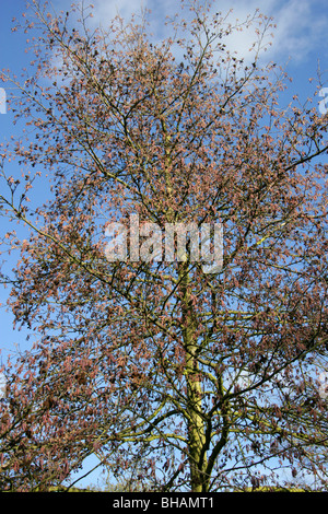 Ontano Manchurian amenti, Alnus hirsuta (syn A. inokumai, A. incana, A. sibirica A. tinctoria), Betulaceae, Sud della Siberia, Cina Foto Stock