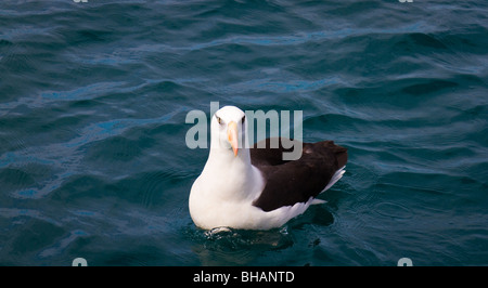 Uno sguardo alla vita in Nuova Zelanda: Campbell Albatross (Thalassarche impavida) Foto Stock