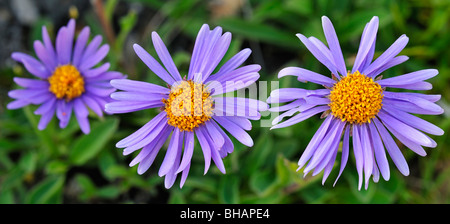 Alpine Aster (Aster alpinus) in fiore a prato alpino nelle alpi svizzere, Svizzera Foto Stock