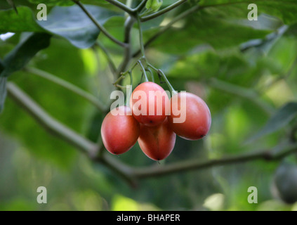 Frutto della Tamarillo o albero pomodoro Solanum betaceum (ex Cyphomandra betacea), Solanaceae Ande, Sud America. Foto Stock